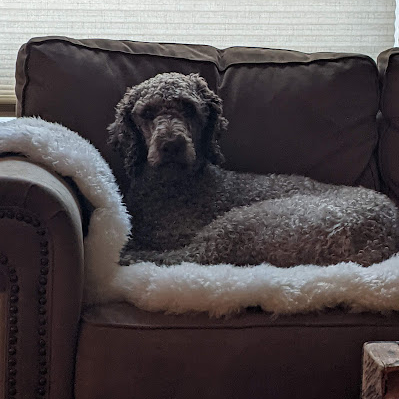 Brown dog sitting on a couch